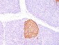  Chromogranin A / CHGA (Neuroendocrine Marker) Antibody - With BSA and Azide