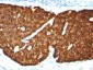  Chromogranin A / CHGA (Neuroendocrine Marker) Antibody - With BSA and Azide