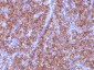  Chromogranin A / CHGA (Neuroendocrine Marker) Antibody - With BSA and Azide