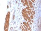  Calponin-1 (Smooth Muscle Marker) Antibody - With BSA and Azide