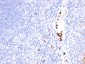 Granulocyte-Colony Stimulating Factor (G-CSF) Antibody - With BSA and Azide
