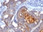  IgA Secretory Component / ECM1 Antibody - With BSA and Azide