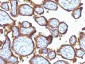  EGFR (Epidermal Growth Factor Receptor) Antibody - With BSA and Azide