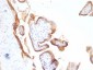  EGFR (Epidermal Growth Factor Receptor) Antibody - With BSA and Azide