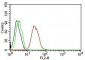  ER-beta1 (Estrogen Receptor beta-1) Antibody