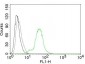  ER-beta1 (Estrogen Receptor beta-1) Antibody - With BSA and Azide