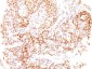  ER-beta1 (Estrogen Receptor beta-1) Antibody - With BSA and Azide