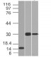  CELA3B / ELA3B (Pancreatic Function Marker) Antibody - With BSA and Azide
