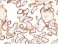  Alkaline Phosphatase (Placental) / PLAP (Germ Cell Tumor Marker) Antibody - With BSA and Azide