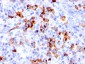  CD15 / FUT4 (Reed-Sternberg Cell Marker) Antibody - With BSA and Azide