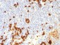  CD15 / FUT4 (Reed-Sternberg Cell Marker) Antibody - With BSA and Azide