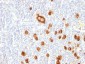  CD15 / FUT4 (Reed-Sternberg Cell Marker) Antibody - With BSA and Azide