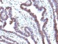  EMI1 (Early Mitotic Inhibitor-1) Antibody - With BSA and Azide