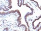  EMI1 (Early Mitotic Inhibitor-1) Antibody - With BSA and Azide