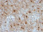  GFAP (Astrocyte & Neural Stem Cell Marker) Antibody - With BSA and Azide