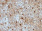  GFAP (Astrocyte & Neural Stem Cell Marker) Antibody - With BSA and Azide