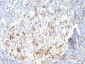  CD57 / B3GAT1 (Natural Killer Cell Marker) Antibody - With BSA and Azide
