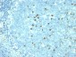  CD57 / B3GAT1 (Natural Killer Cell Marker) Antibody - With BSA and Azide