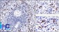  CD57 / B3GAT1 (Natural Killer Cell Marker) Antibody - With BSA and Azide
