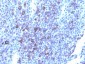  Glypican-3 (GPC3) (Hepatocellular Carcinoma Marker) Antibody - With BSA and Azide