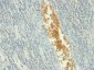  AMP Deaminase, Isoform E (AMPD3) (Erythroid Marker) Antibody - With BSA and Azide