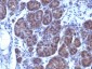  GLG1 (Golgi Glycoprotein 1) (Marker for Human Cells) Antibody - With BSA and Azide