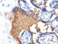  Glycophorin A / CD235a (Erythrocyte Marker) Antibody - With BSA and Azide
