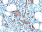  Glycophorin A / CD235a (Erythrocyte Marker) Antibody - With BSA and Azide