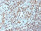  HLA-DRB (MHC II) Antibody - With BSA and Azide