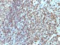  HLA-DRB (MHC II) Antibody - With BSA and Azide