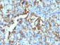  HLA-DRB (MHC II) Antibody - With BSA and Azide