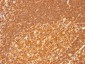  HLA-DRB (MHC II) Antibody - With BSA and Azide