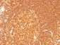  HLA-DRB (MHC II) Antibody - With BSA and Azide