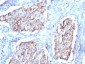  HSP60 (Heat Shock Protein 60) (Mitochondrial Marker) Antibody - With BSA and Azide