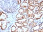  HSP60 (Heat Shock Protein 60) (Mitochondrial Marker) Antibody - With BSA and Azide