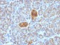  HSP60 (Heat Shock Protein 60) (Mitochondrial Marker) Antibody - With BSA and Azide