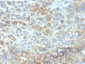  CD54 / ICAM-1 Antibody - With BSA and Azide