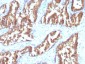  IDH1 (Isocitrate Dehydrogenase) Antibody - With BSA and Azide