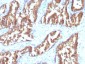  IDH1 (Isocitrate Dehydrogenase) Antibody - With BSA and Azide