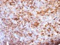  IgG (Immunoglobulin Gamma Heavy Chain) (B-Cell Marker) Antibody - With BSA and Azide