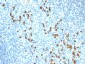  IgM (Immunoglobulin Mu Heavy Chain) (B-Cell Marker) Antibody - With BSA and Azide