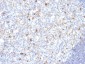  IgM (Immunoglobulin Mu Heavy Chain) (B-Cell Marker) Antibody - With BSA and Azide