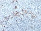  Kappa Light Chain (B-Cell Marker) Antibody - With BSA and Azide