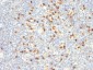  Lambda Light Chain (B-Cell Marker) Antibody - With BSA and Azide