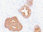  Prostate Specific Antigen (PSA) Antibody - With BSA and Azide