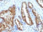  Prostate Specific Antigen (PSA) Antibody - With BSA and Azide