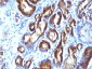  Prostate Specific Antigen (PSA) Antibody - With BSA and Azide