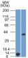  Arginase 1 (Hepatocellular Carcinoma Marker) Antibody - With BSA and Azide