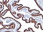  Cytokeratin 7 (KRT7) (Glandular and Transitional Epithelial Marker) Antibody - With BSA and Azide