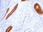  Cytokeratin 7 (KRT7) (Glandular and Transitional Epithelial Marker) Antibody - With BSA and Azide